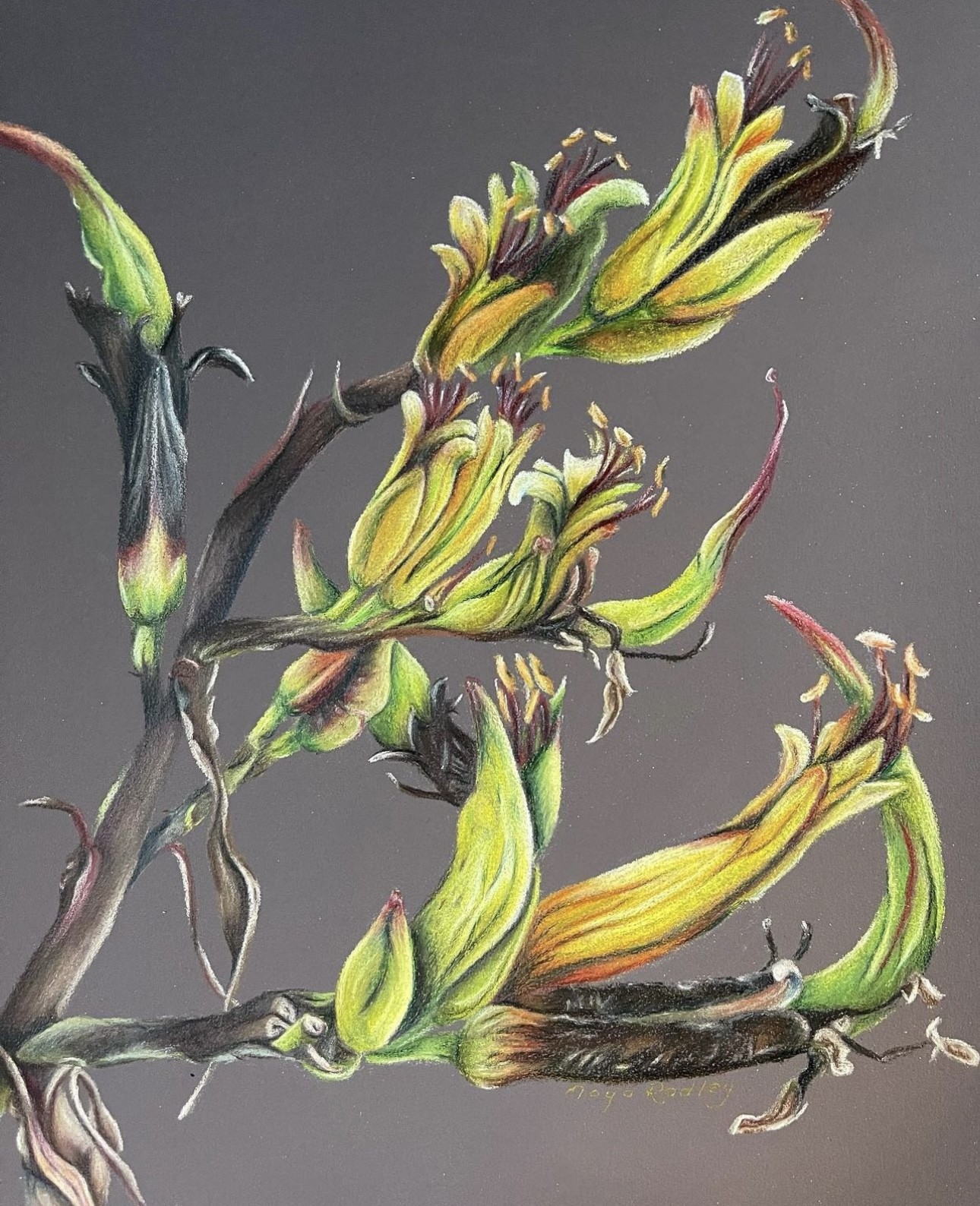Illuminated Flax, artist pencil on ColourFix, 2022